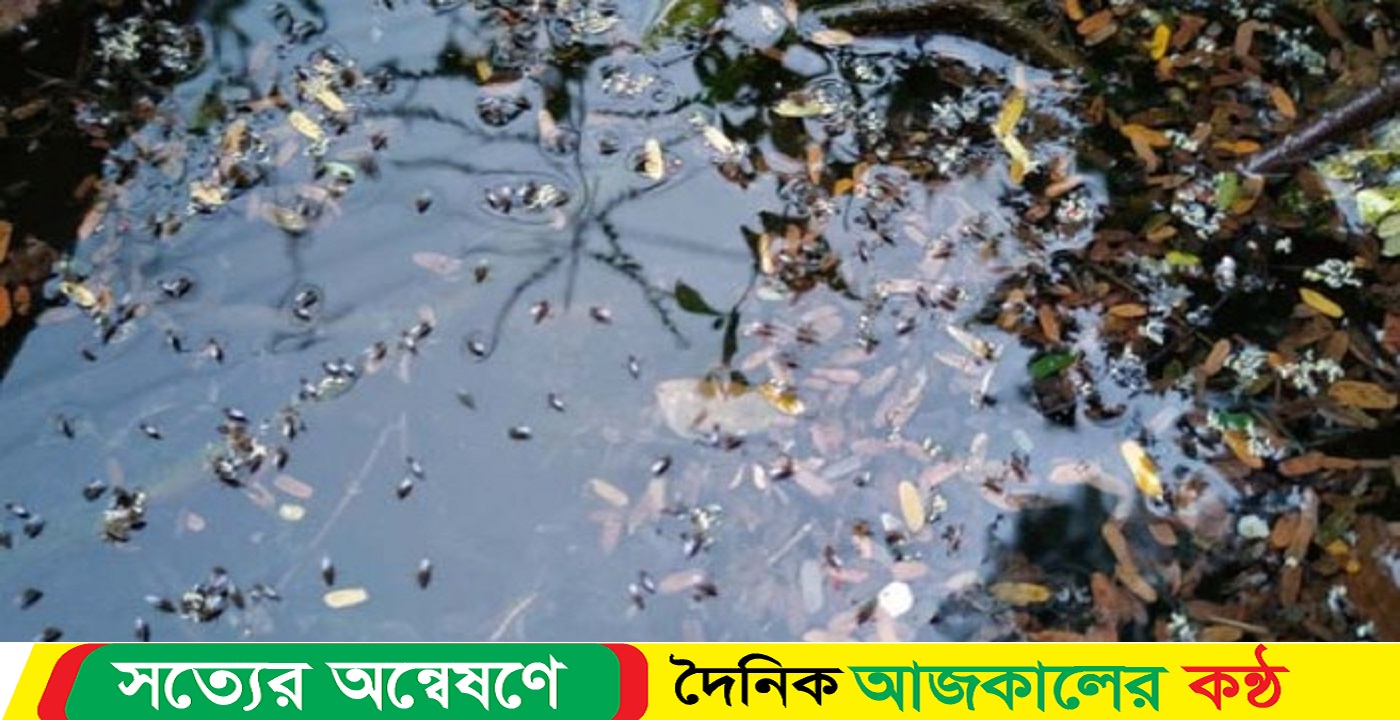সিলেট নগরীতে হঠাৎ করে বেড়েছে মশার উপদ্রব