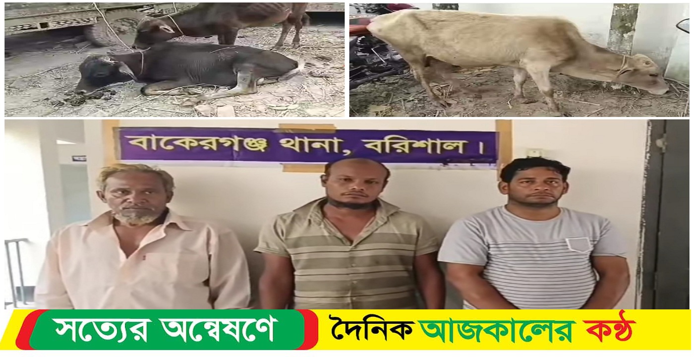 বাকেরগঞ্জে চোরাই সাত গরু সহ আটক তিন
