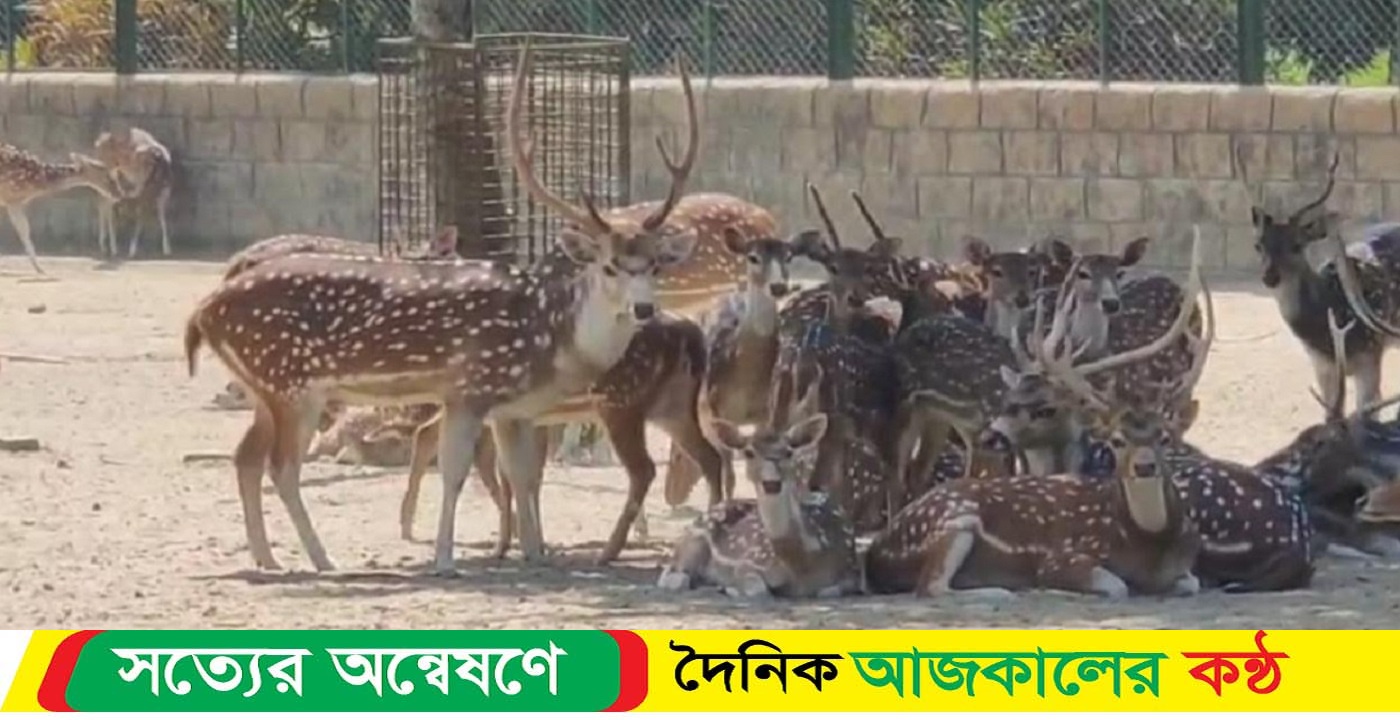 বঙ্গবন্ধু সাফারি পার্ক ৫০ চিত্রা হরিণ পেলো