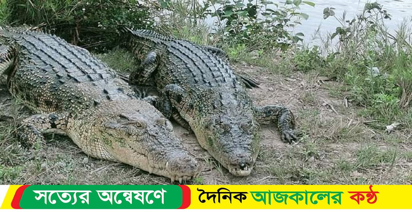 জুলিয়েটকে না দেখে অস্বাভাবিক রোমিও