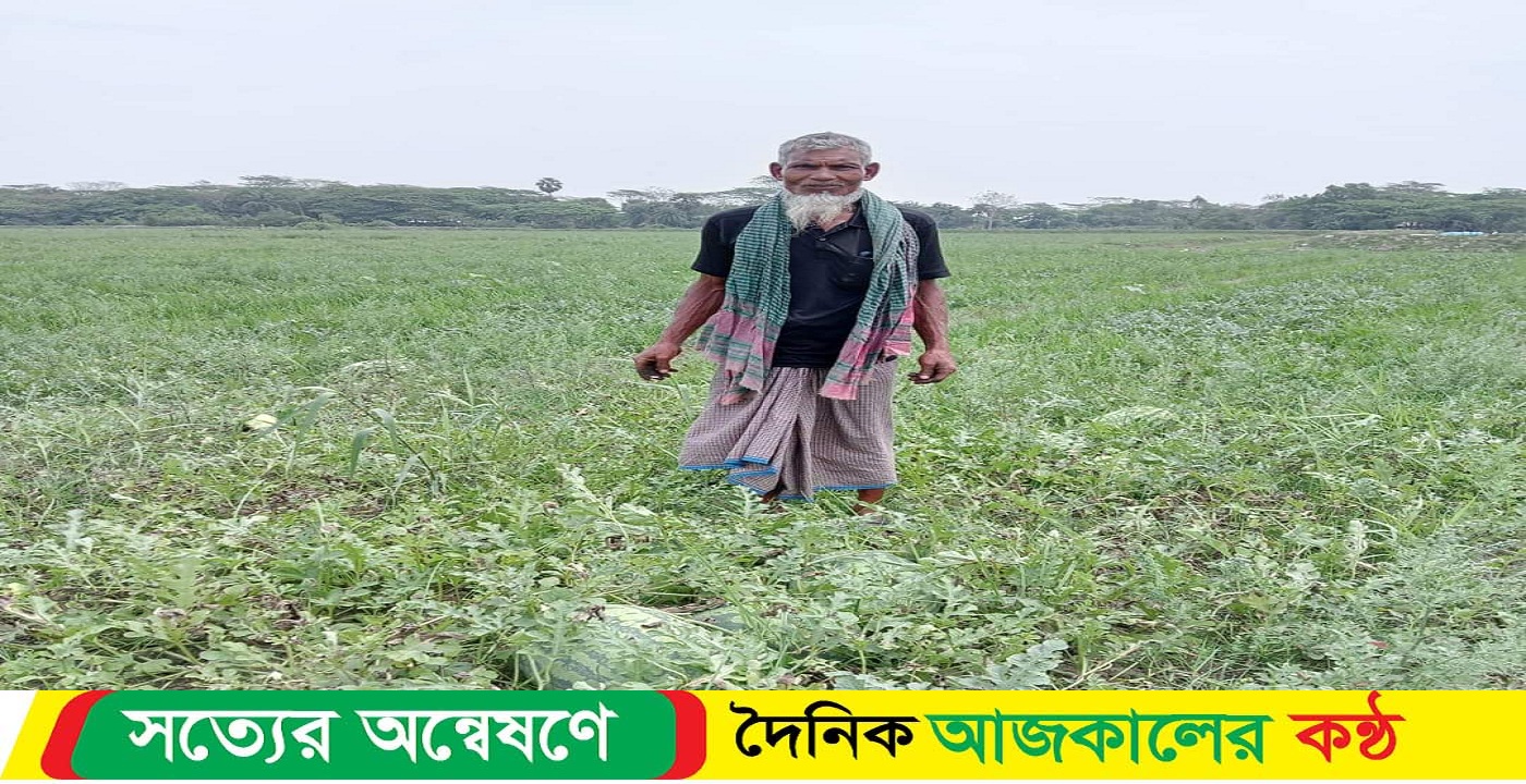 আমতলীতে তরমুজ চাষে বাম্পার ফলন,কৃষকের মুখে হাসি