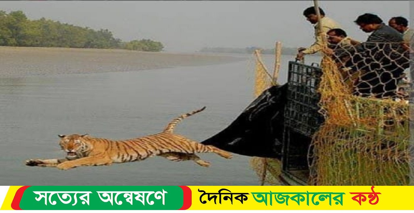 বাঘের মল, লোম, হাড় সংগ্রহে সুন্দরবনে যাবেন গবেষকরা