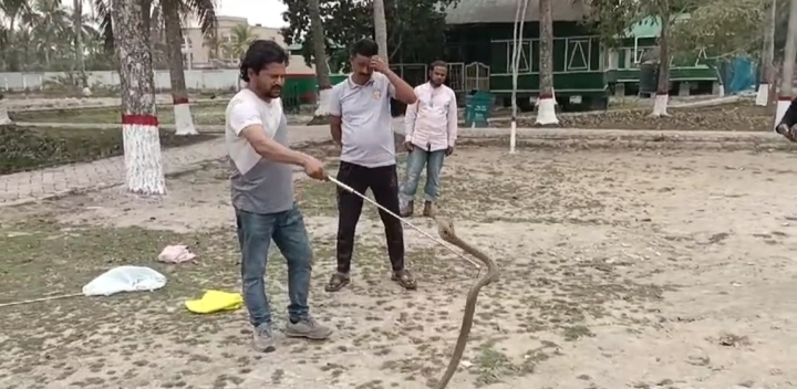 বনরক্ষীদের কার্যালয়ে ফণা তুলে দাঁড়িয়ে ছিলো বিষাক্ত সাপ