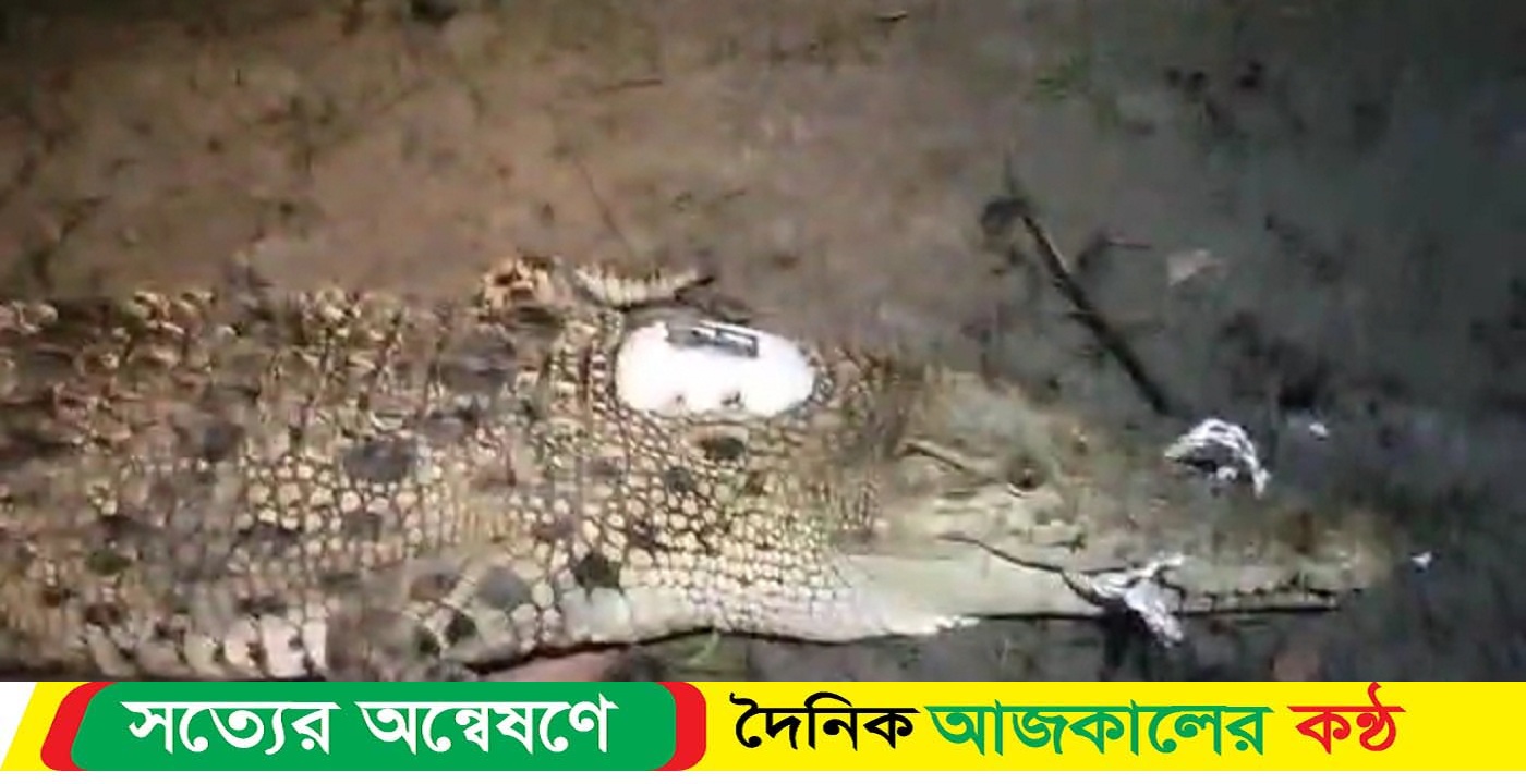 প্রথমবারের মতো কুমিরের পিঠে বসানো হলো স্যাটেলাইট ট্রান্সমিটার
