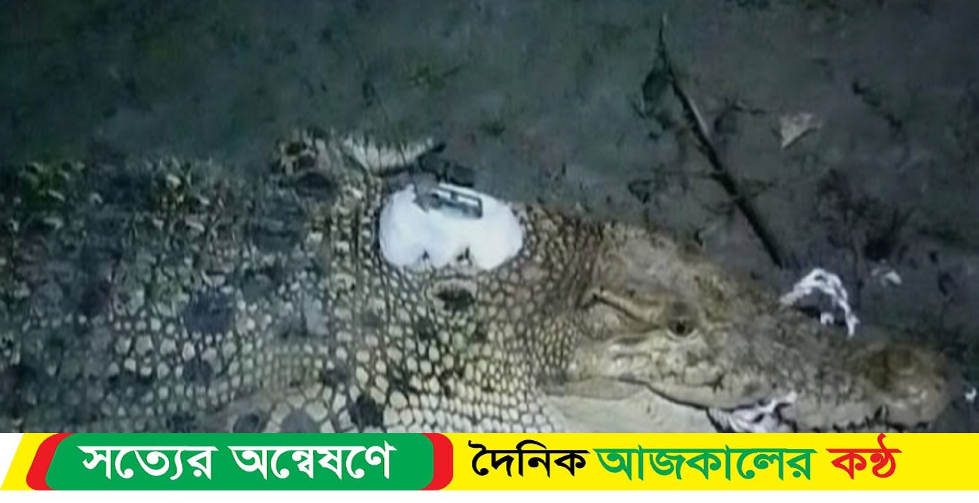 স্যাটেলাইট নিয়ে সুন্দরবন থেকে পালিয়েছে কুমির