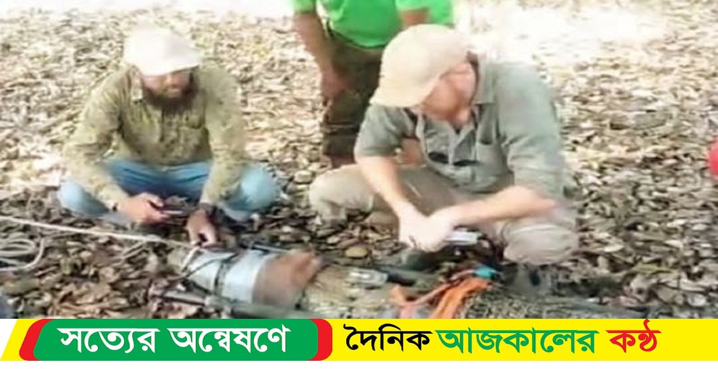 সুন্দরবনে পিঠে স্যাটেলাইট বসিয়ে দুটি কুমির নদীতে অবমুক্ত, জানা যাবে মুক্ত জীবনাচরণ