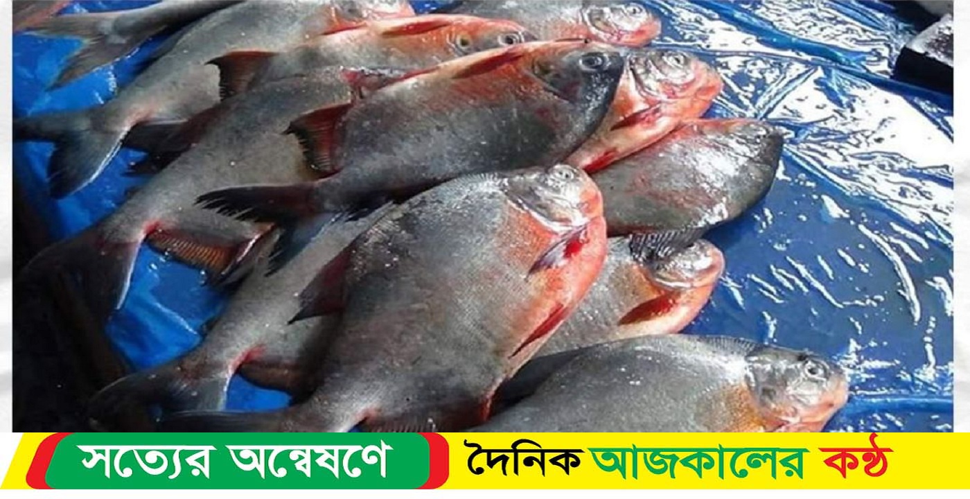 কাঠালিয়ায় রূপচাঁদা বলে বিষাক্ত পিরানহা বিক্রি