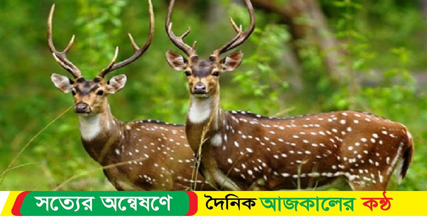 সুন্দরবনের হরিণ হাতের নাগালে পাঁচ টাকায়
