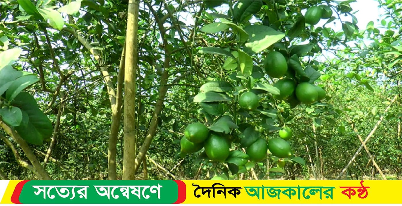 বাজারে দাম চড়া, লেবু সংকট