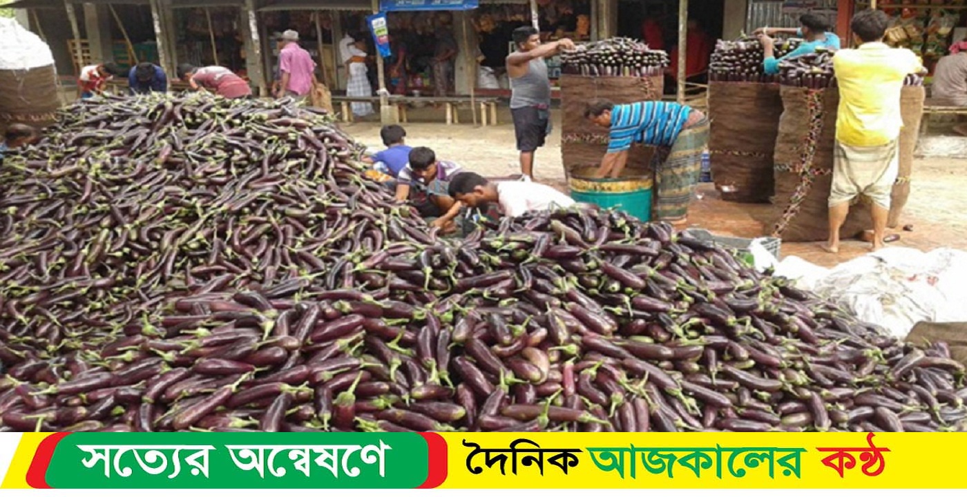 মিলছে না ক্রেতা, ১০০ টাকার বেগুন বগুড়ায় বিক্রি হচ্ছে ২০ টাকায়