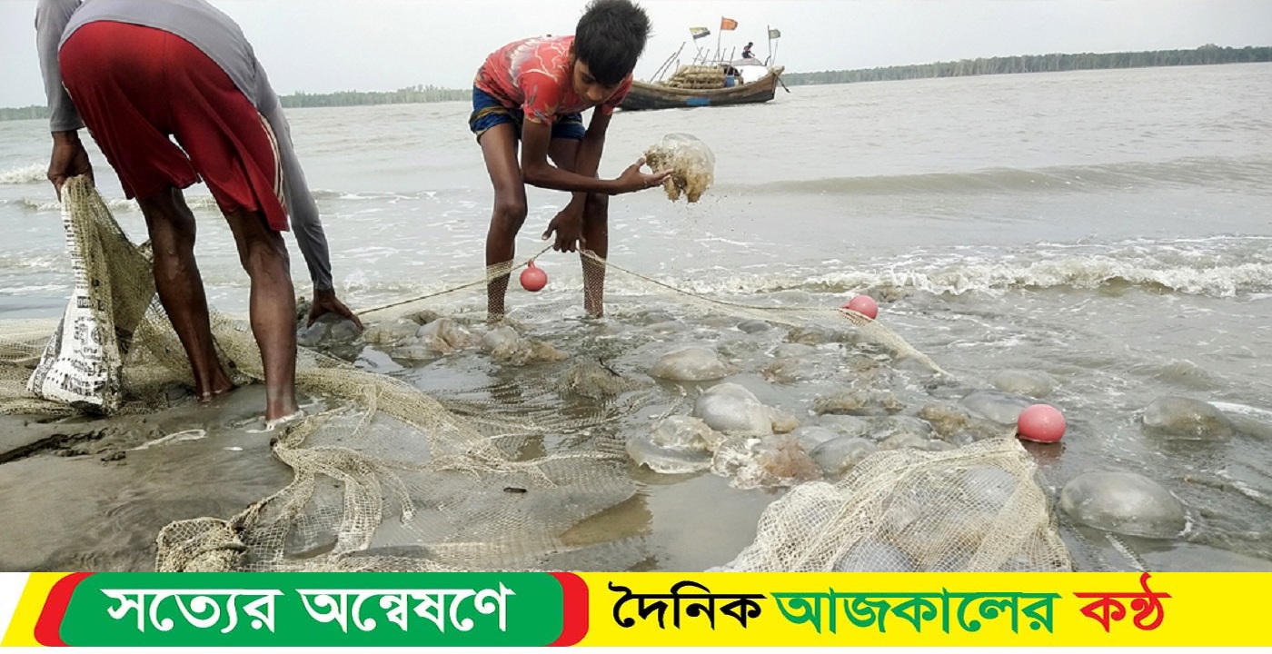বঙ্গোপসাগরে ভাসছে অসংখ্য জেলিফিশ