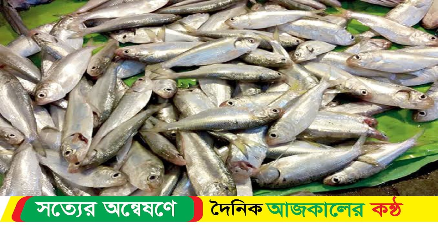 প্রকাশ্যে বাকেরগঞ্জে মশারি জাল দিয়ে ইলিশের বাচ্চা ধরার হিড়িক