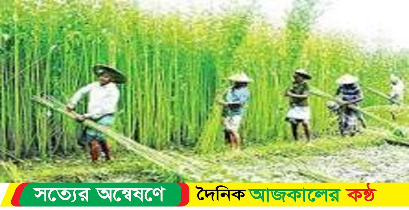 প্রতি বছরই কমছে পাটের আবাদ