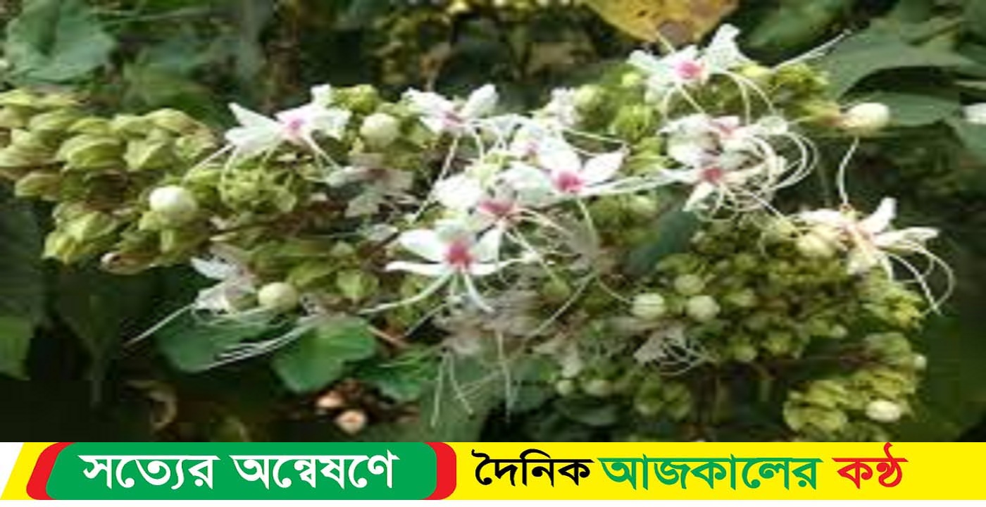 রাস্তার পাশে ঝোপেঝাড়ে ফুটনো ভাট ফুলের সৌন্দর্যে সাজেছে প্রকৃতি