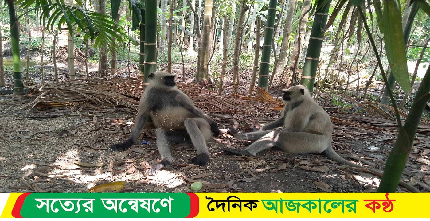রামপালে লোকালয়ে ঘুরছে দলছুট দুটি হনুমান