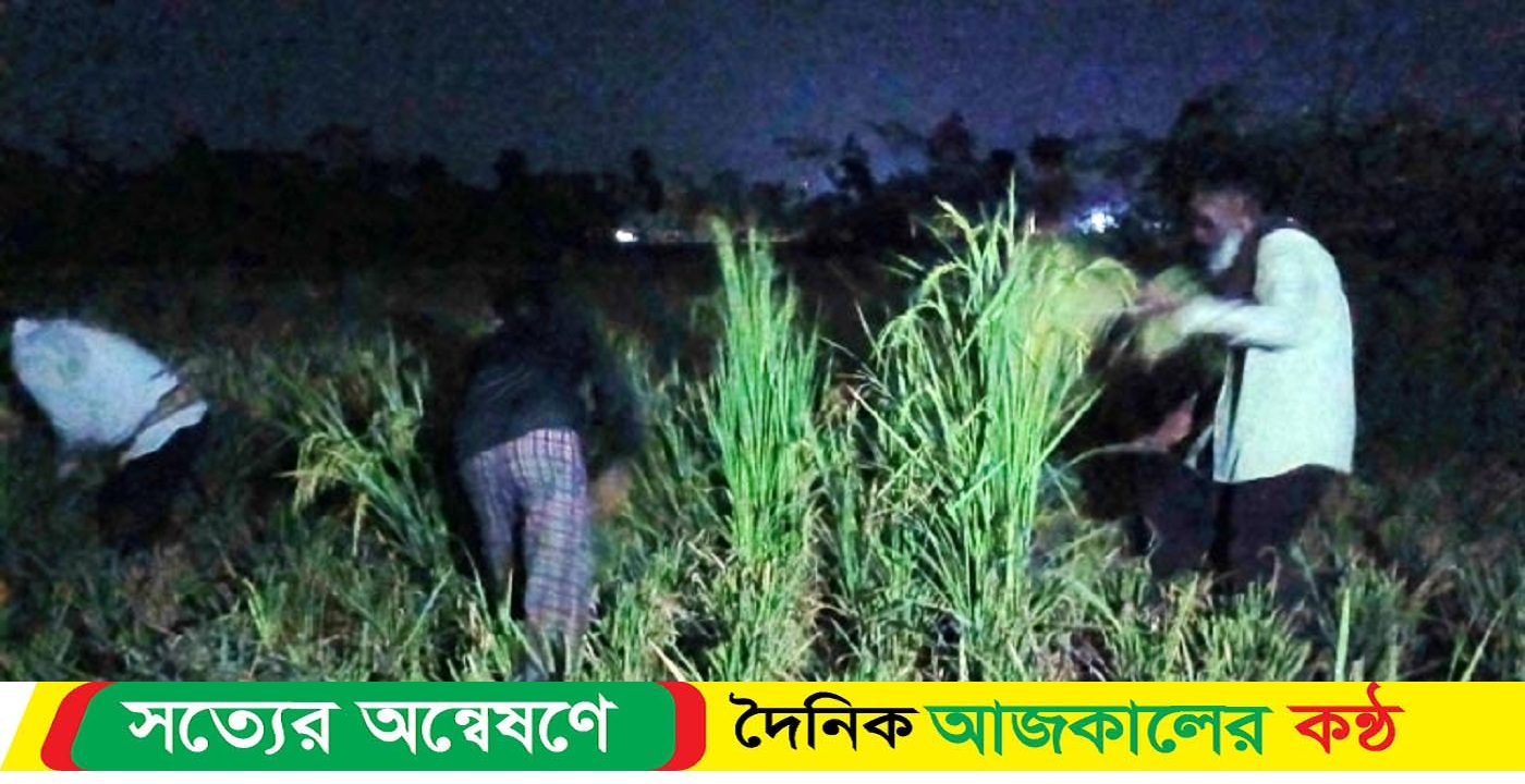 অতিরিক্ত গরমে চাঁদের আলোয় ধান কাটছেন চাষিরা
