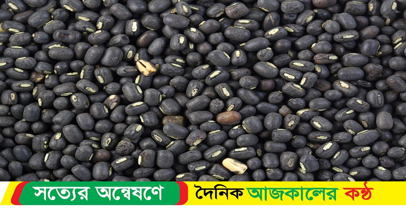 জামালপুরে মাষকলাই ডাল চাষ বৃদ্ধি পেয়েছে
