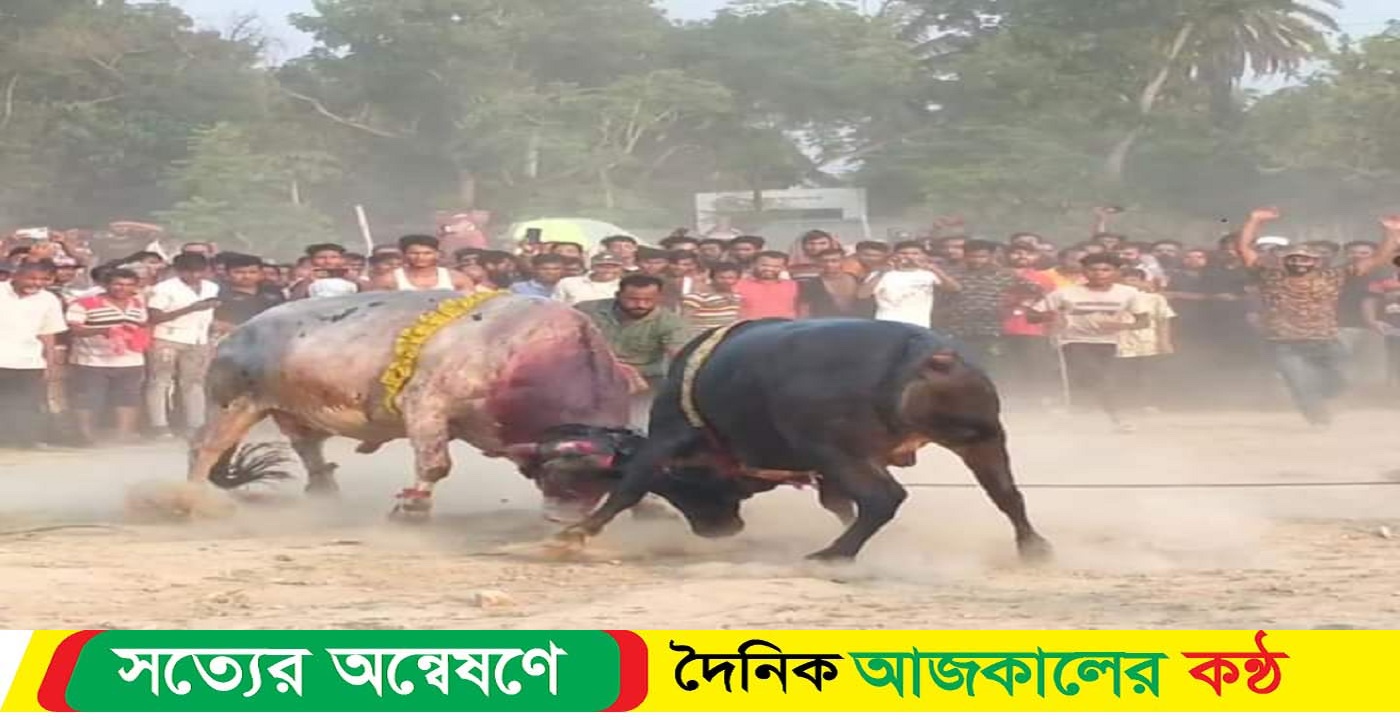 নড়াইলে সুলতান মেলায় ঐতিহ্যবাহী ষাঁড়ের লড়াই অনুষ্ঠিত