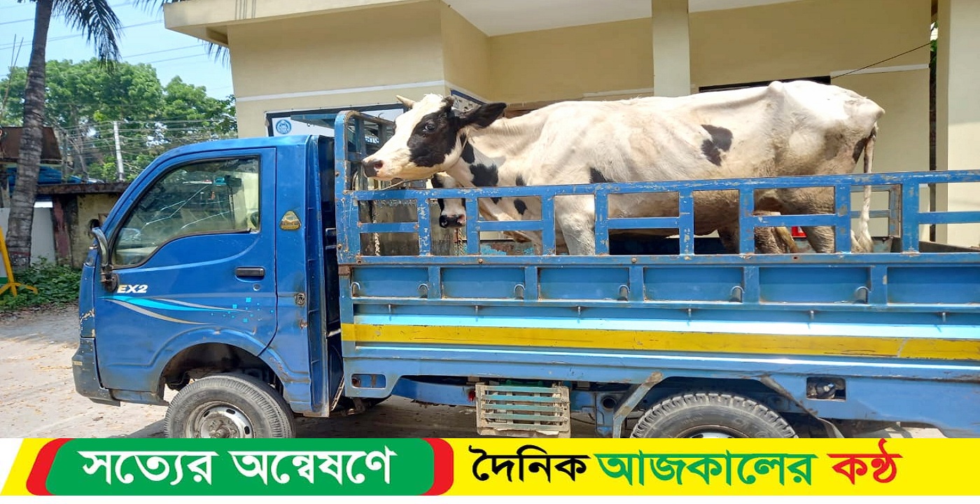 মাদারীপুরে চোরাই গরুসহ দুই চোর আটক