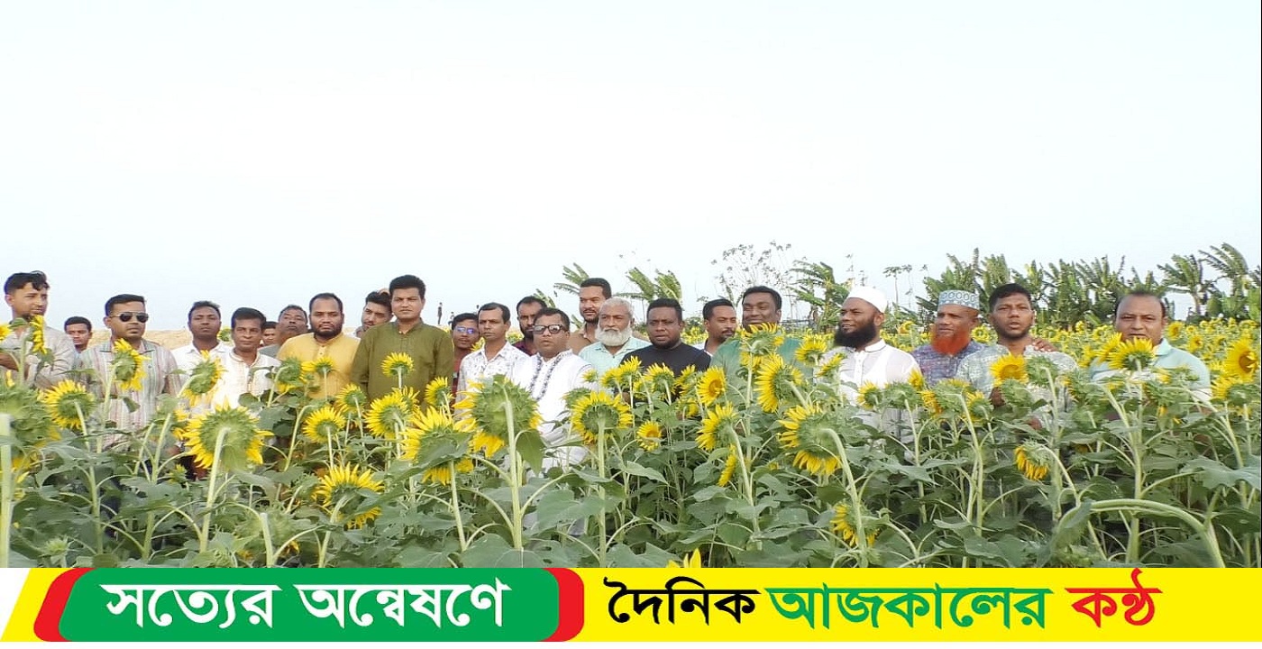 কাঠালিয়ায় সূর্যমুখী বাগান পরিদর্শন করেন উপজেলা চেয়ারম্যান