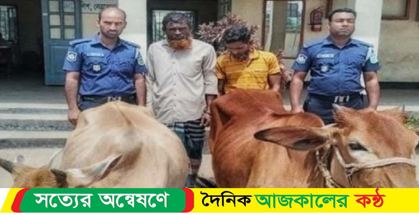 নেত্রকোনার কলমা কান্দায় চোরাই গরু সহ দুই গরু চোর গ্রেফতার