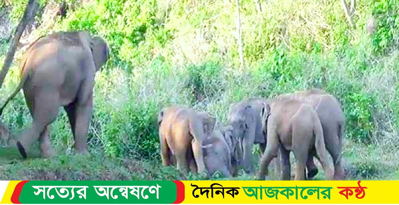 শেরপুরে গারো পাহাড়ে বন্য হাতির আক্রমণে কৃষক নিহত