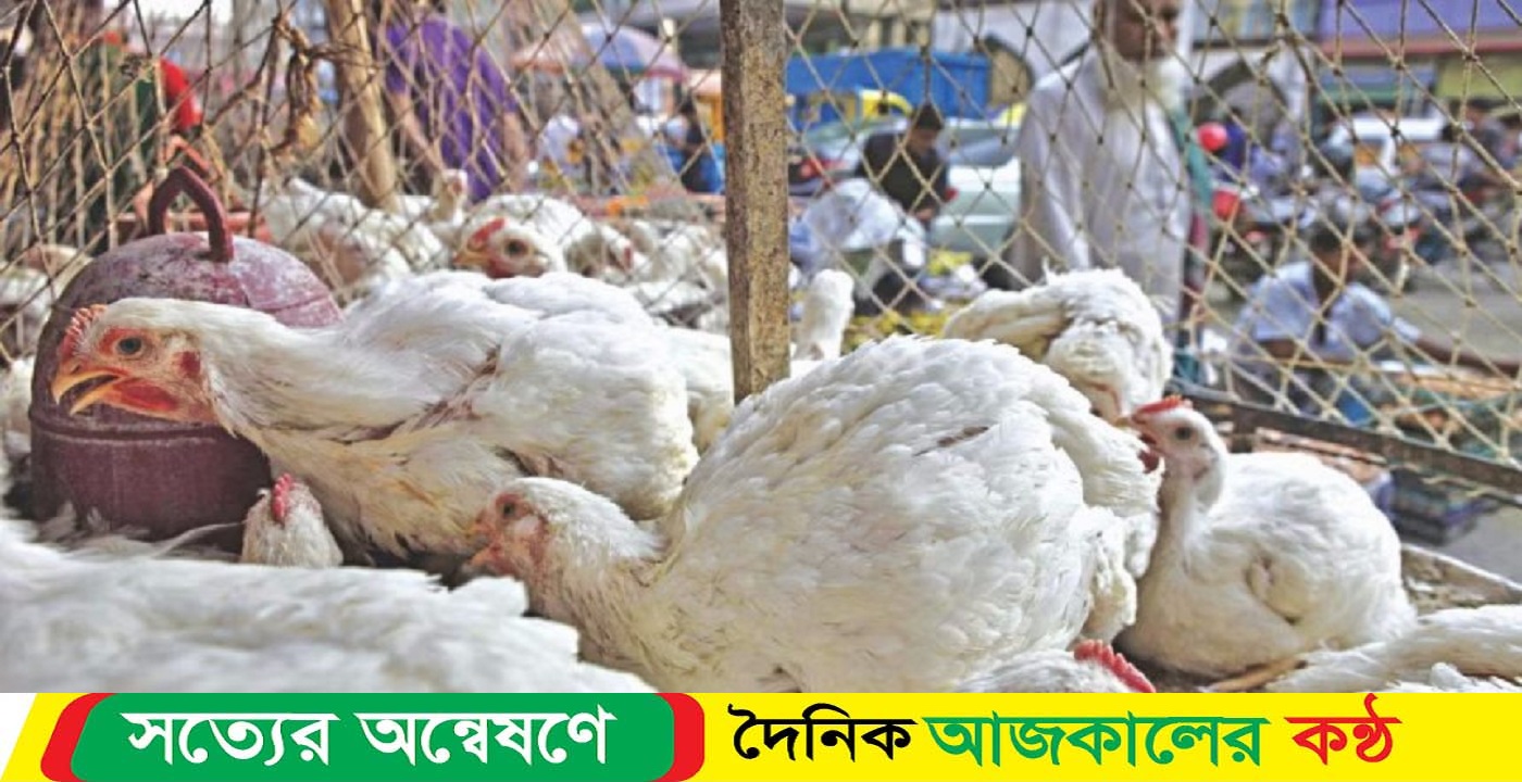 বাড়ল ব্রয়লার মুরগির দাম