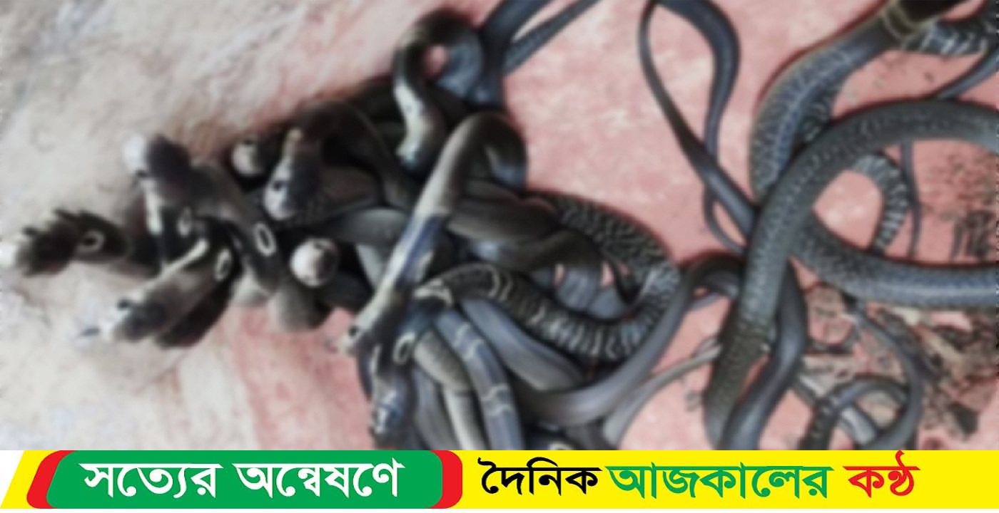 ৪৫ গোখরা সাপের বাচ্চা মিলল এক কৃষকের বাড়িতে