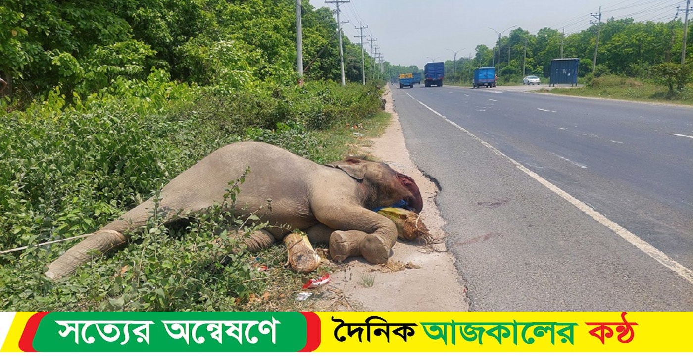 মহাসড়কের পাশে হাতীর মরদেহ