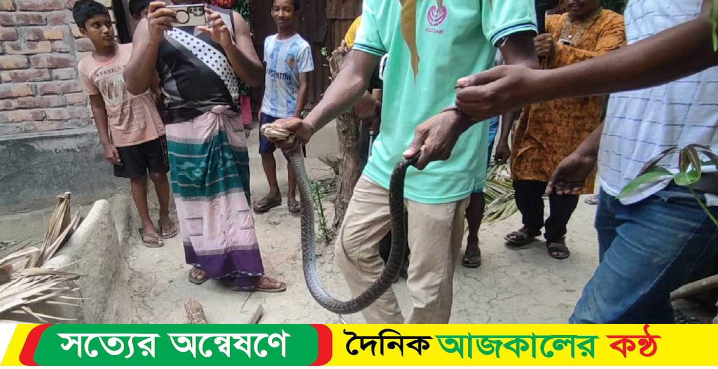 বাগেরহাটে বসতবাড়ি থেকে পদ্ম গোখরা উদ্ধার