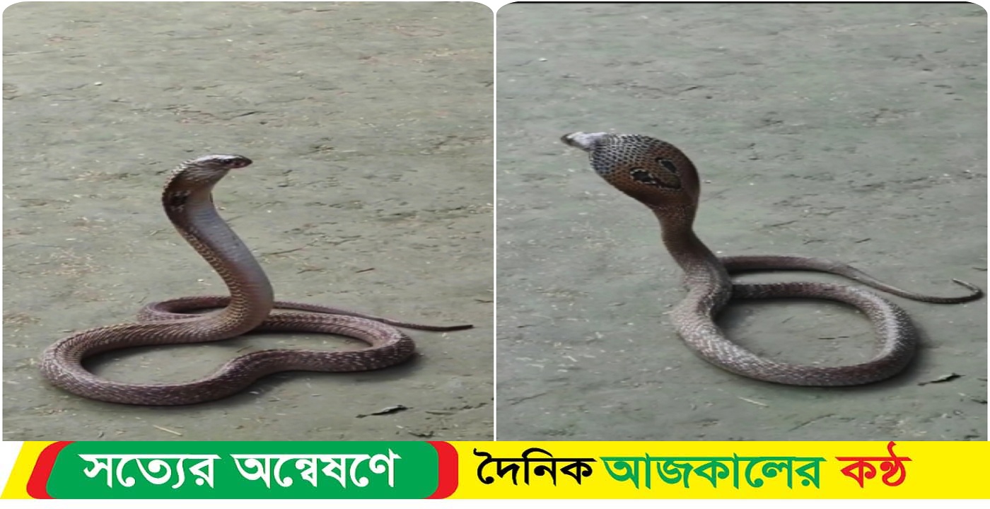 ভেদরগঞ্জে চরভাগা ও উত্তর তারাবুনিয়া থেকে দুইটি বিষধর সাপ উদ্ধার করা হয়েছে
