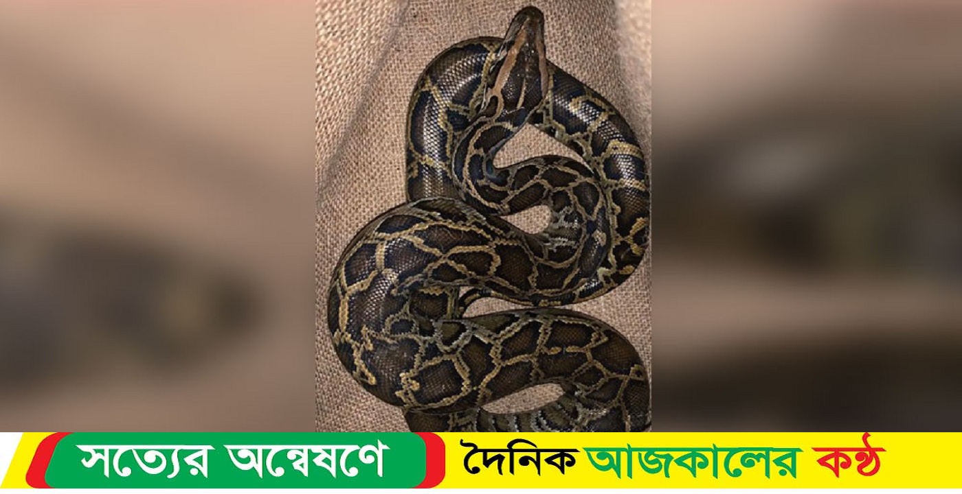 বাগেরহাটের মোরেলগঞ্জে মুরগির ঘর থেকে ৭ ফুট লম্বা অজগর সাপ উদ্ধার