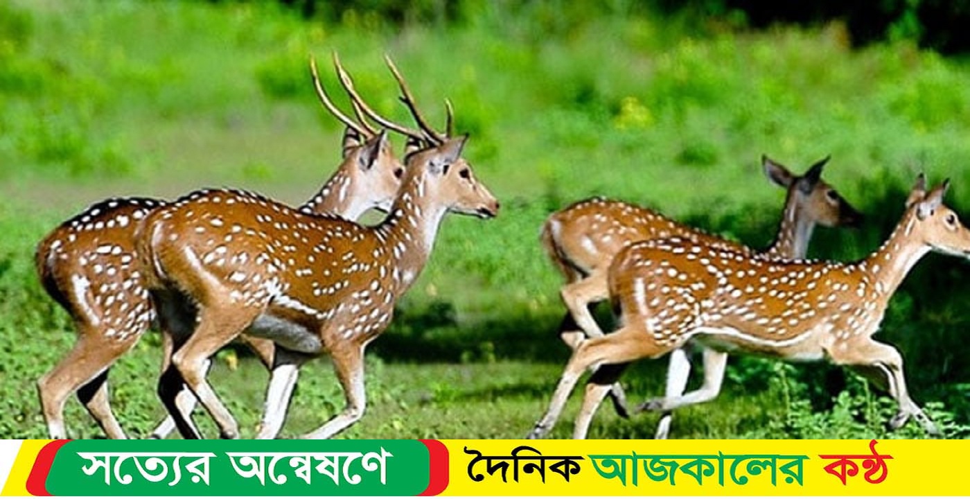 রেমালে সুন্দরবনের ব্যাপক ক্ষতি ,ভেসে আসছে মরা হরিণ