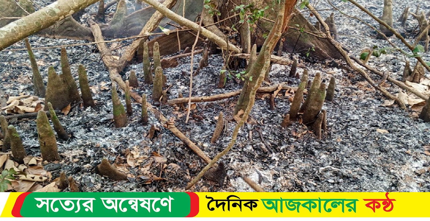 সুন্দরবনে অগ্নিকাণ্ডের ঘটনায় তদন্ত কমিটি গঠন করেছে
