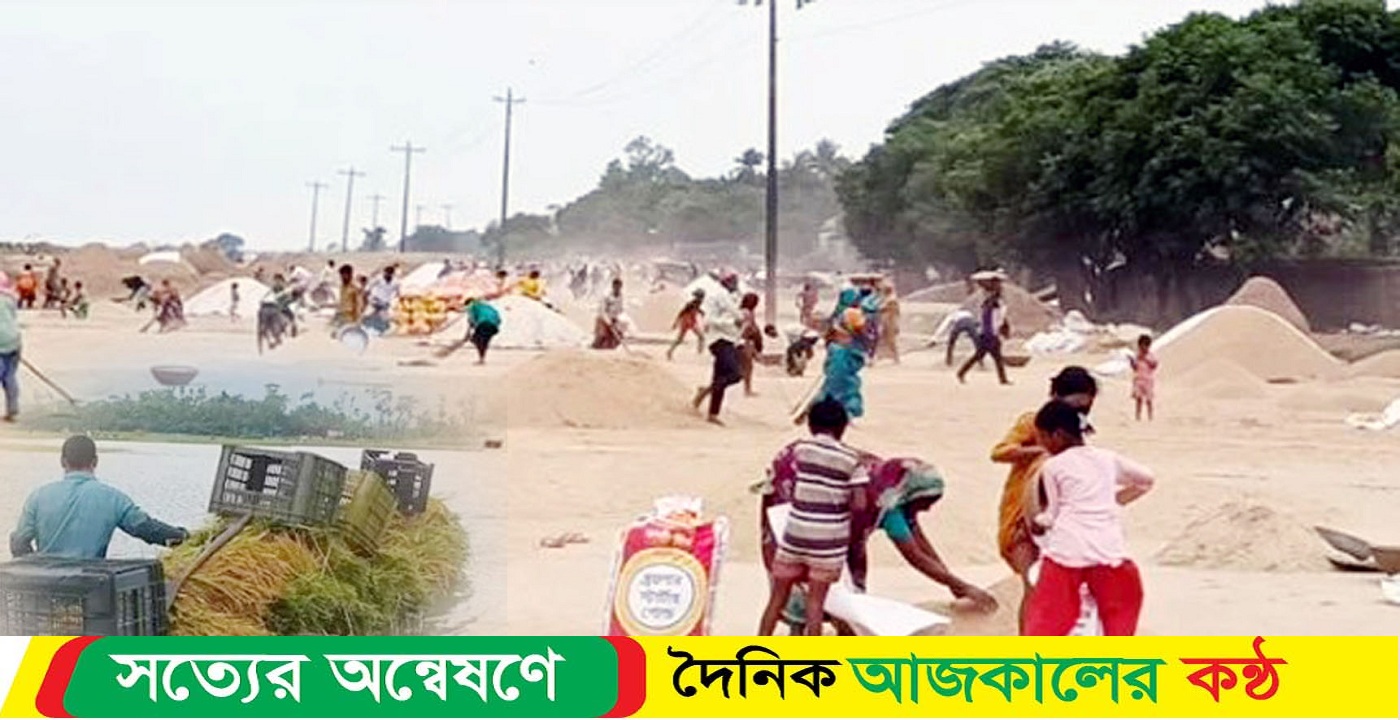 সিলেটে আগাম বন্যার আশঙ্কায়!! হাওরজুড়ে কৃষকের ব্যস্ততা