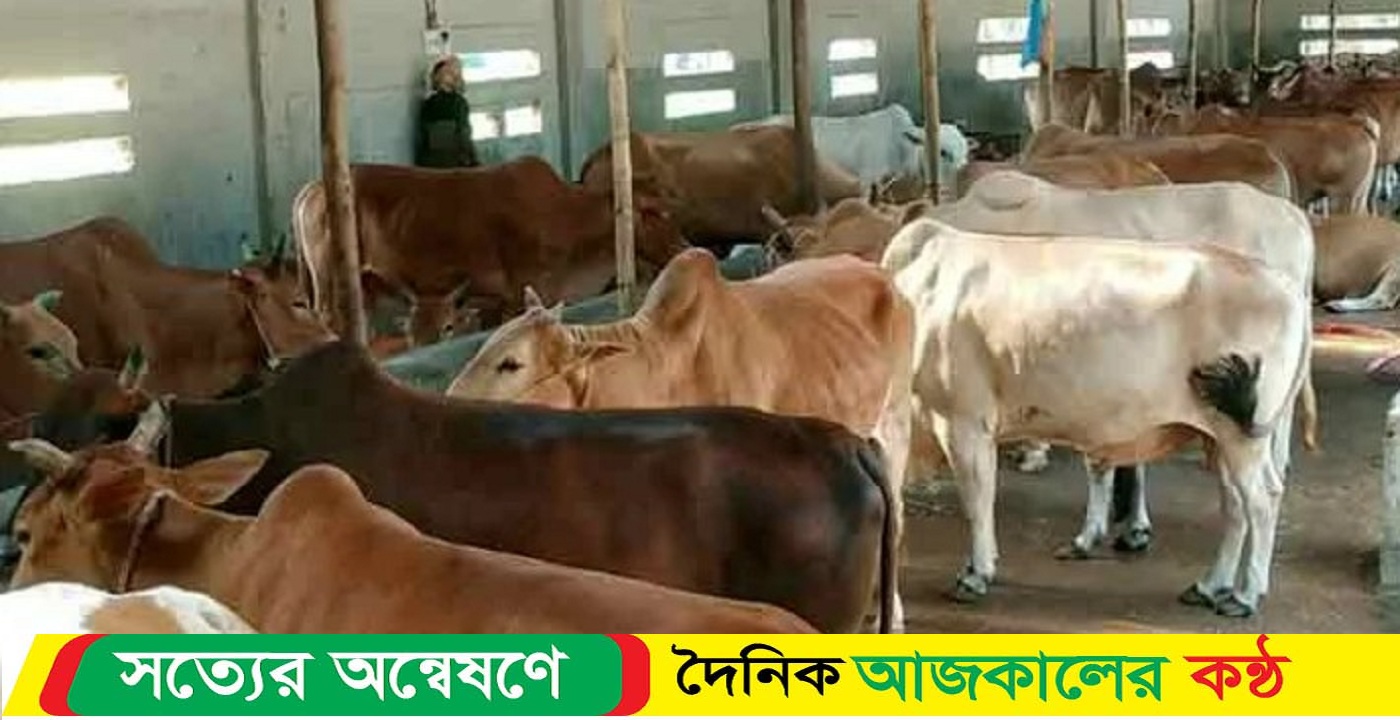 সিলেটে এ বছর কুরবানী পশু প্রস্তুত ৪ লাখ ৩০৩৯৭