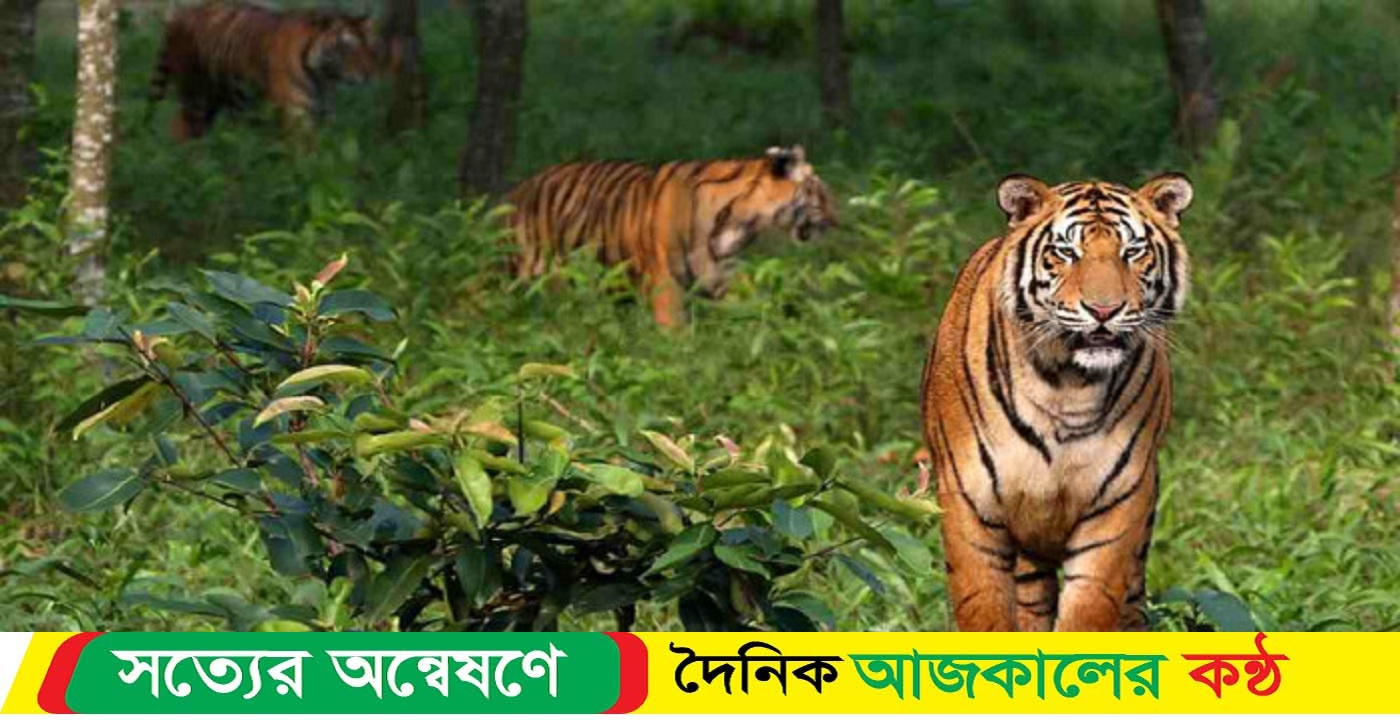 রাতে বাঘটির ময়নাতদন্ত শেষ করে যা জানালেন বনকর্মকর্তা