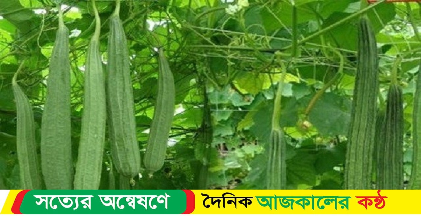 জামালপুরে নিরাপদ বিষমুক্ত ঝিঙ্গেঁ চাষ বাড়ছে