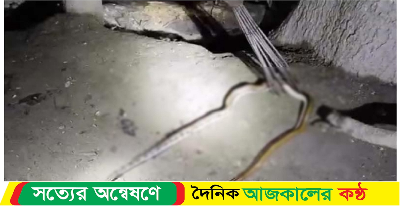 বাকেরগঞ্জ উপজেলায় দেখা মিলল রাসেল ভাইপারের, জনমনে আতঙ্ক