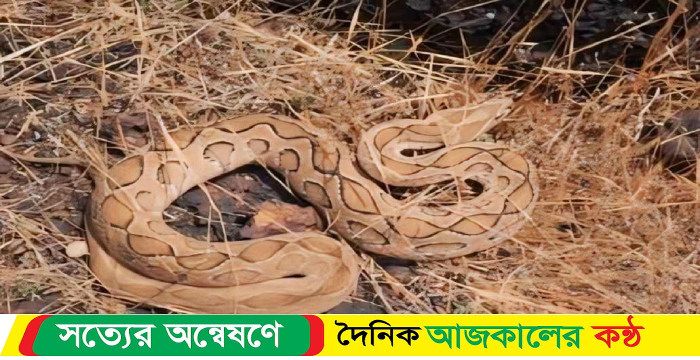 ভোলার লালমোহন বসত ঘর থেকে বিষাক্ত রাসেল ভাইপার সাপ উ-দ্ধার