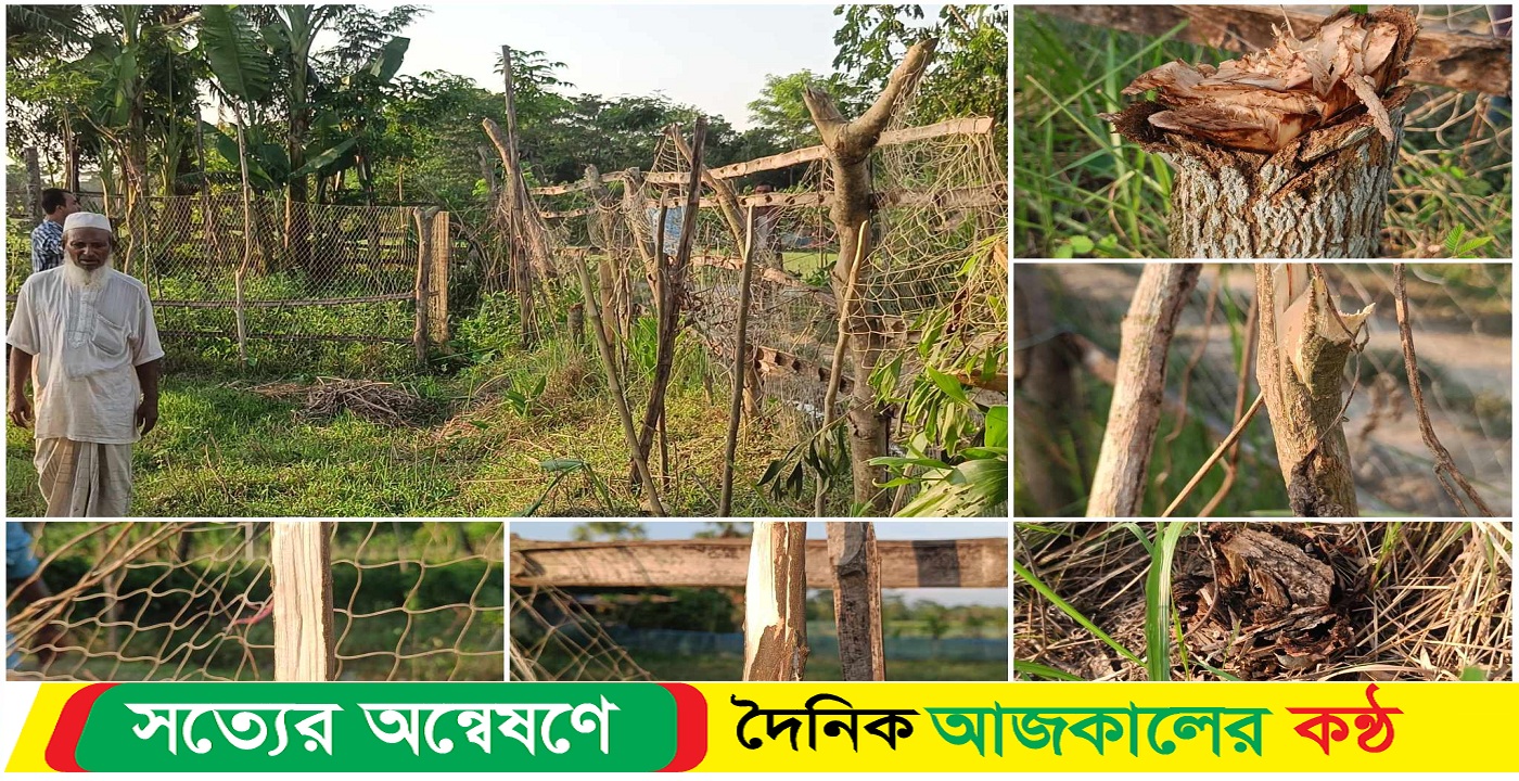 বাউফলে বিরোধের জেরে গাছ কাটার অভিযোগ