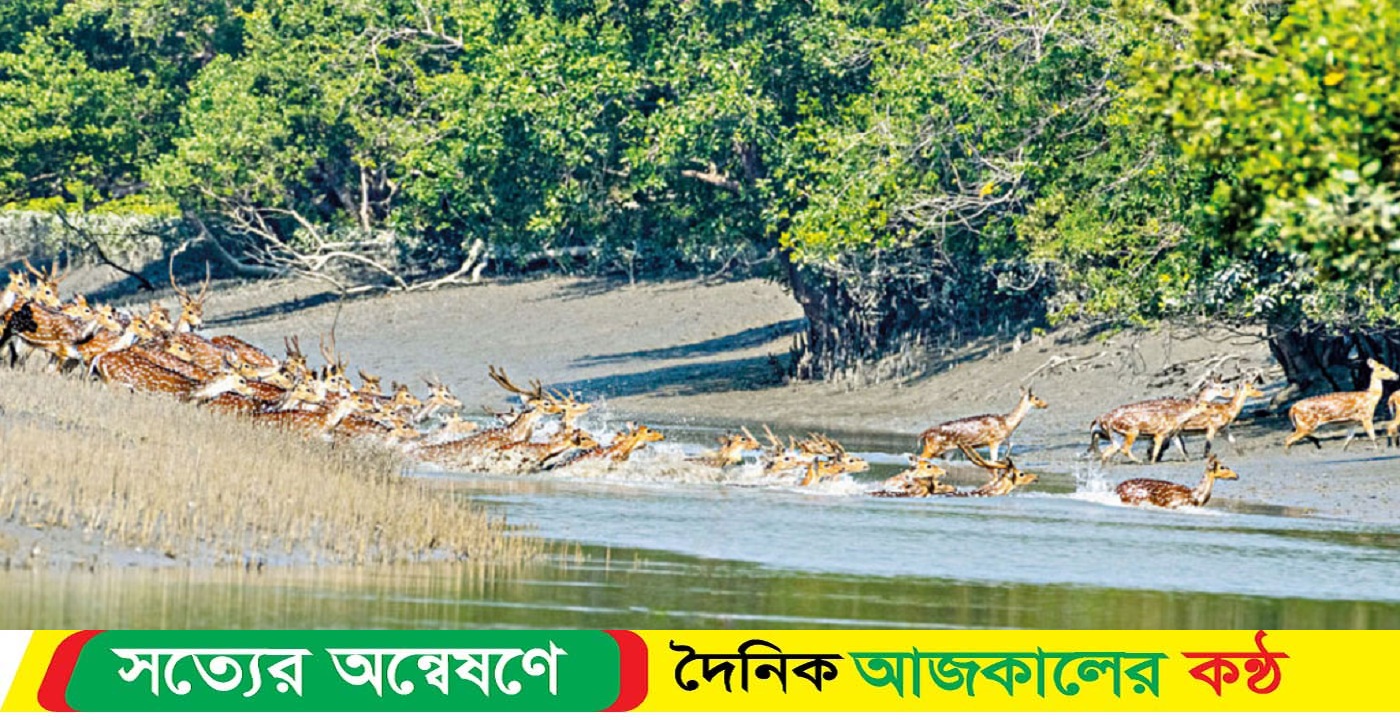 তিন মাসের নিষেধাজ্ঞা সুন্দরবন প্রবেশে