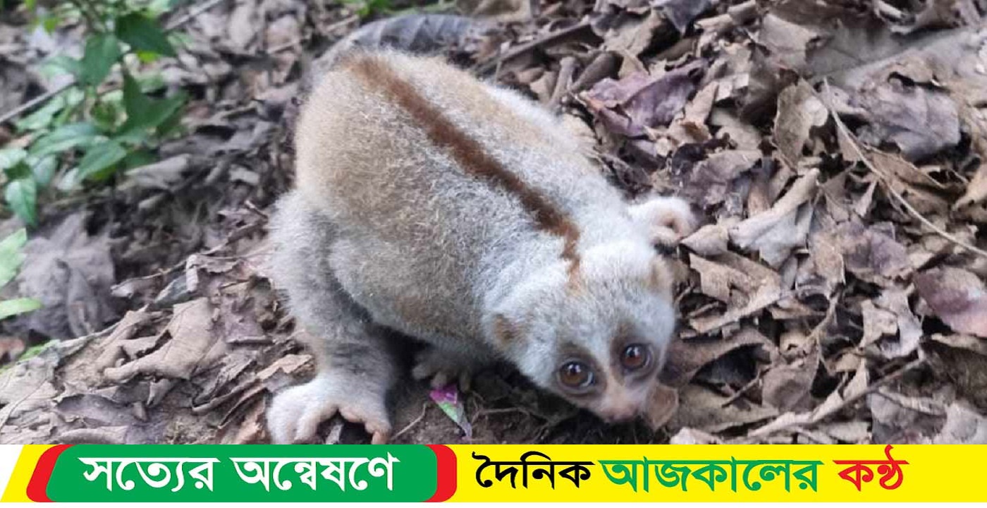 বিপন্ন লজ্জাবতী বানর চলে এলো লোকালয়ে