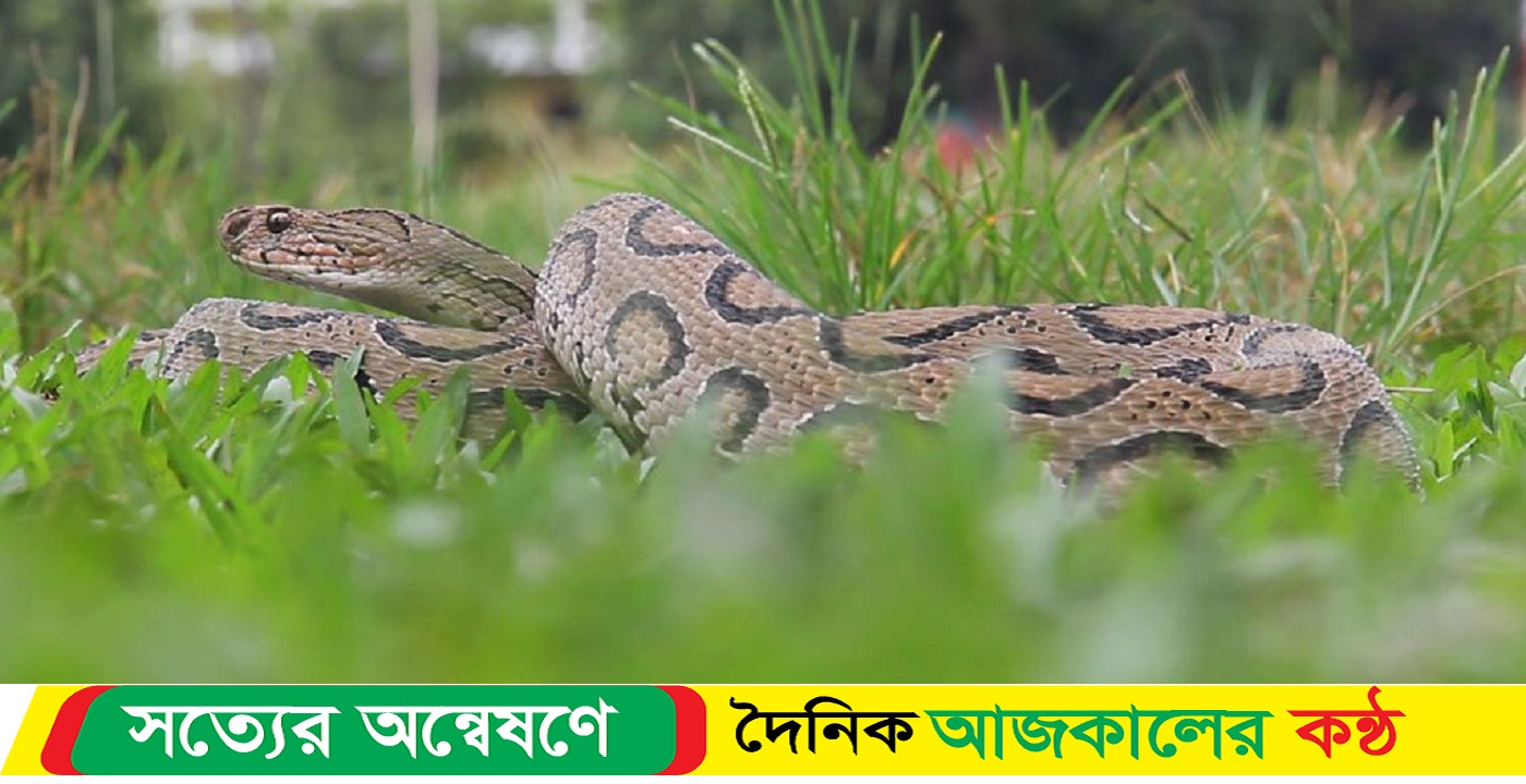 রাসেলস ভাইপার কামড়ালে করণীয়
