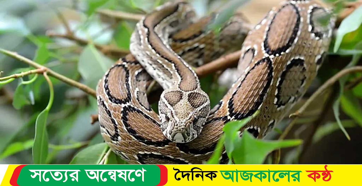 তেড়ে কামড়ায় না রাসেলস ভাইপার