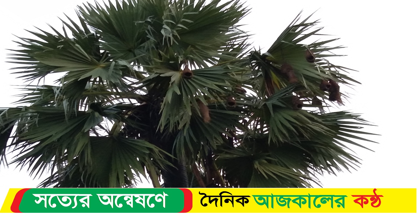বিলুপ্তির পথে বাবুইপাখি ও বাবুইপাখির বাসা