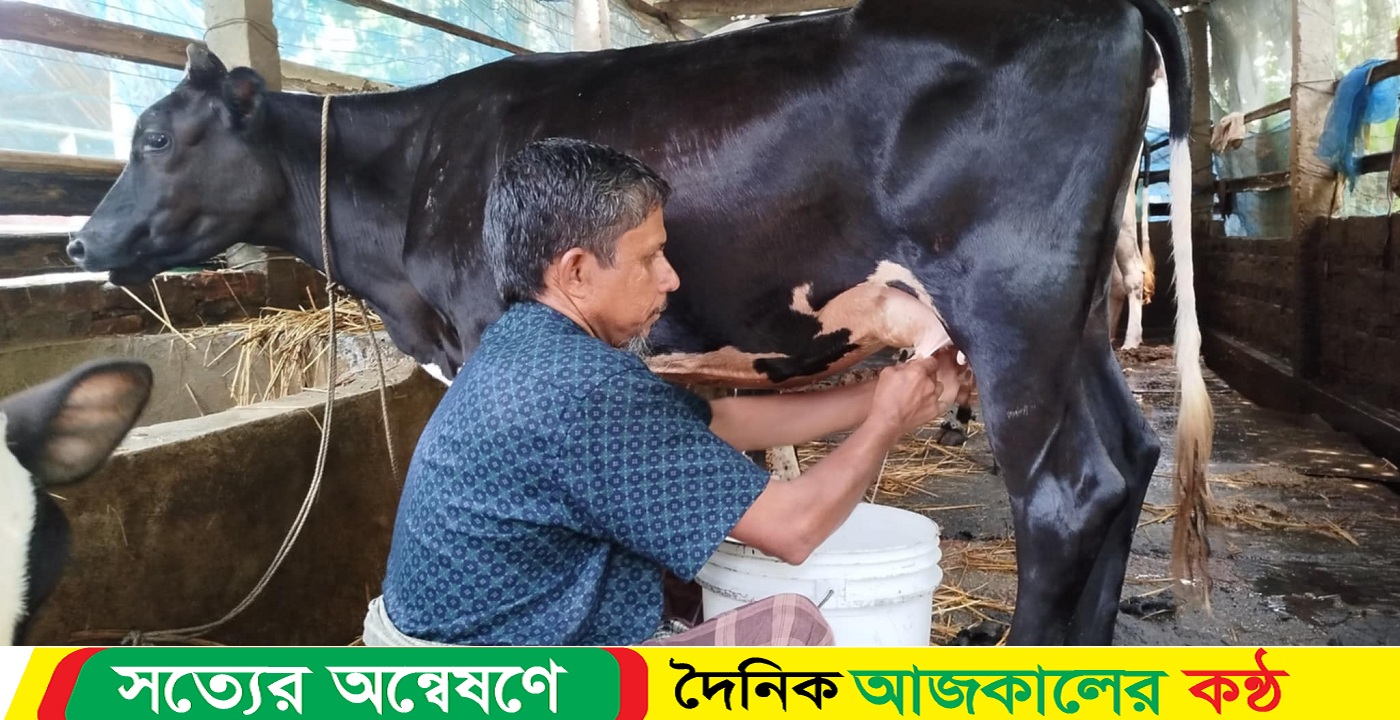 গর্ভধারণ ছাড়াই প্রতিদিন ২ লিটার দুধ দিচ্ছে বকনা বাছুর