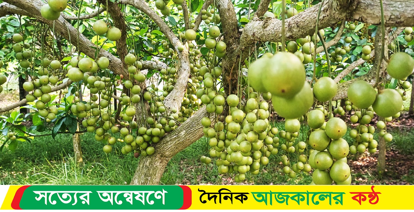 লটকন পুষ্টি ও ঔষধিগুণে ভরপুর