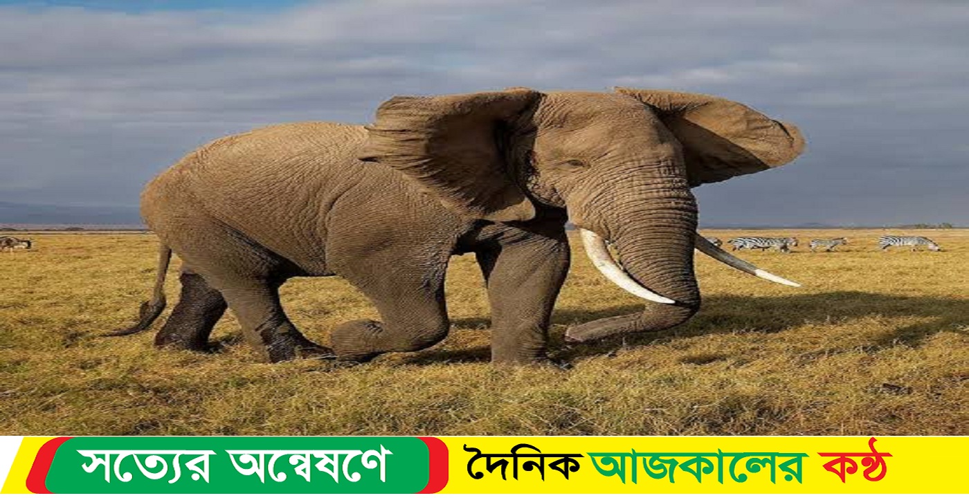 টেকনাফে বন্য হাতির রহস্যময় মৃত্যু