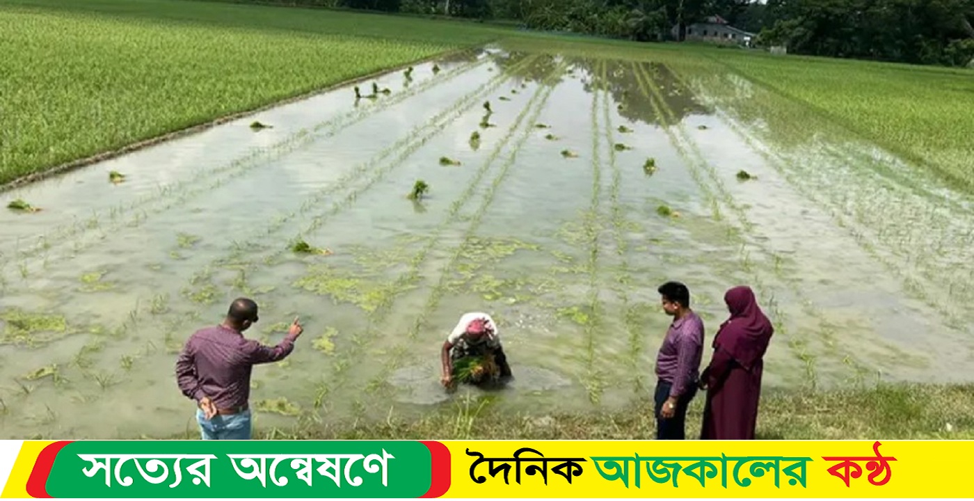 পটুয়াখালীতে আমন ধানের স্বপ্ন বুনছে সমুদ্র কূলের কৃষকরা